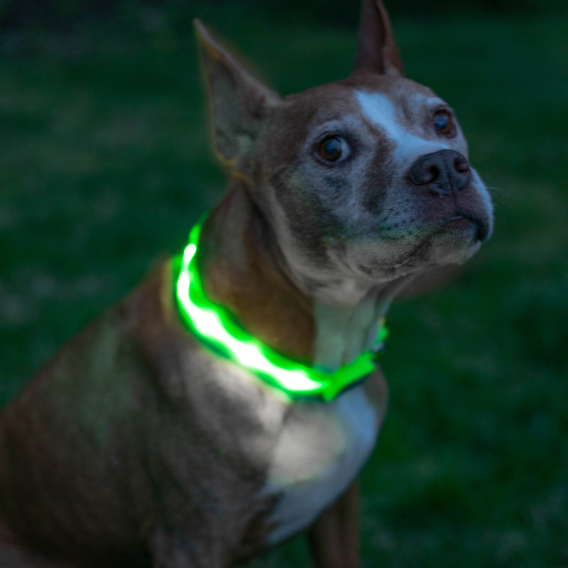 Green LED Dog Collar