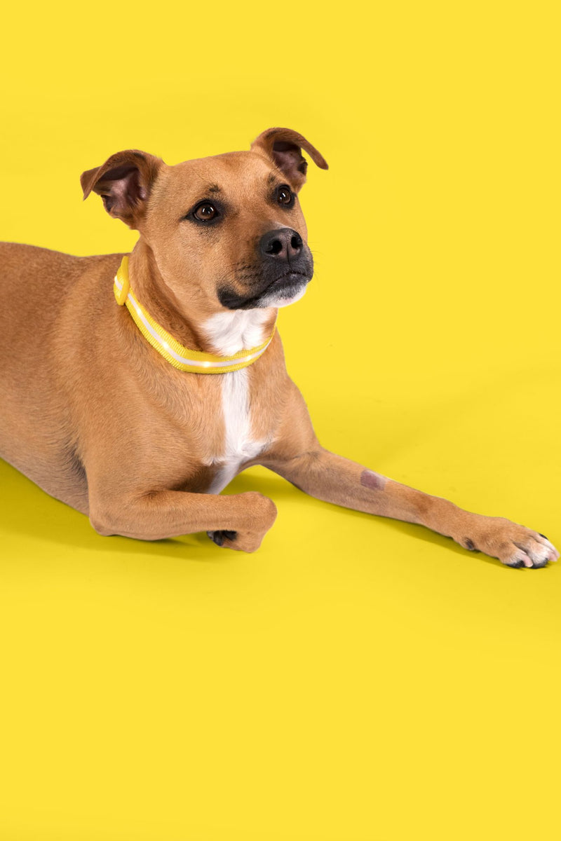 Yellow LED Dog Collar