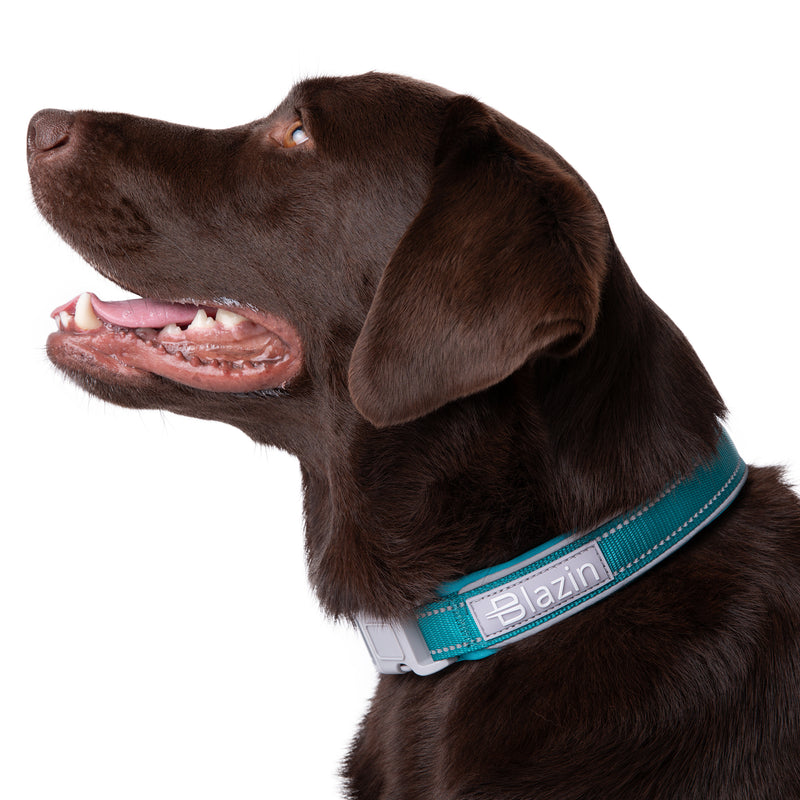 Blazin Reflective Dog Collar