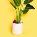 Terra Cotta Indoor Plant Watering Globes