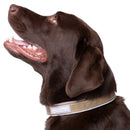Blazin Reflective Dog Collar
