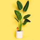 Indoor Plant Watering Globes (Mushroom Shape)