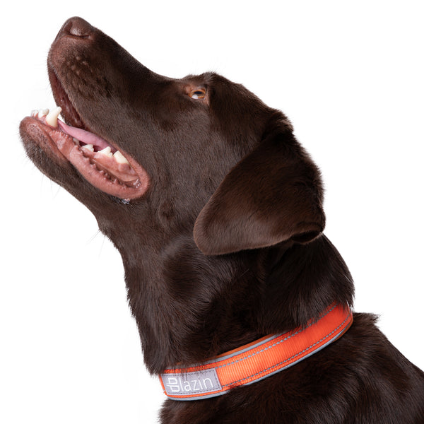 Blazin Reflective Dog Collar #color_orange