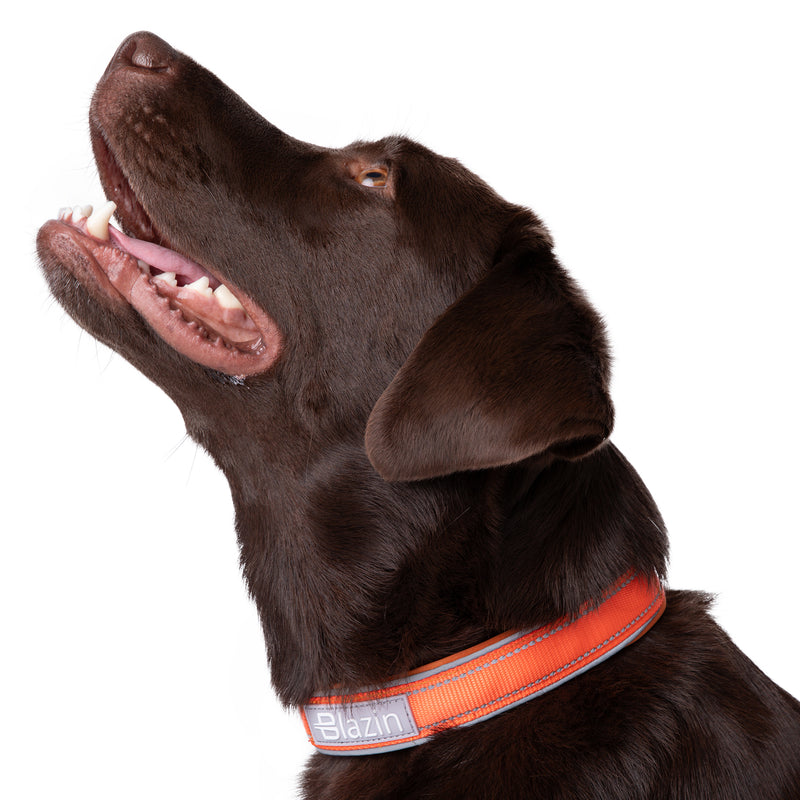 Blazin Reflective Dog Collar