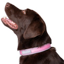 Blazin Reflective Dog Collar