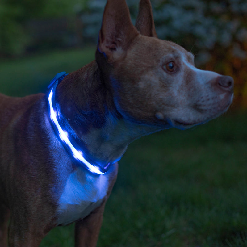 Blue LED Dog Collar