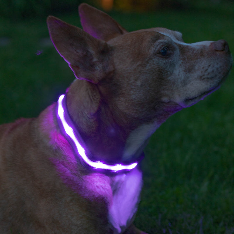 Purple LED Dog Collar