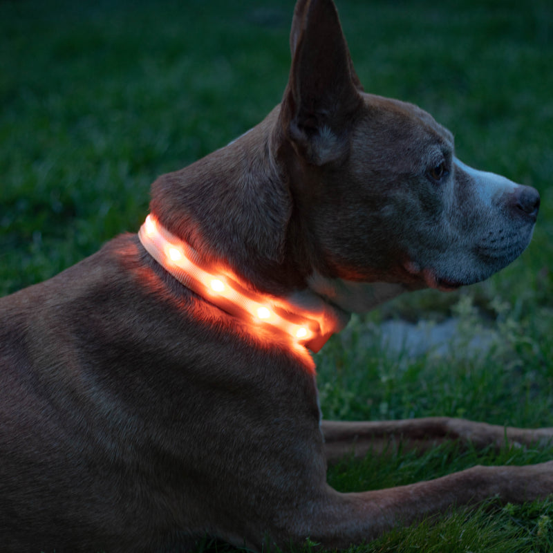 Orange LED Dog Collar