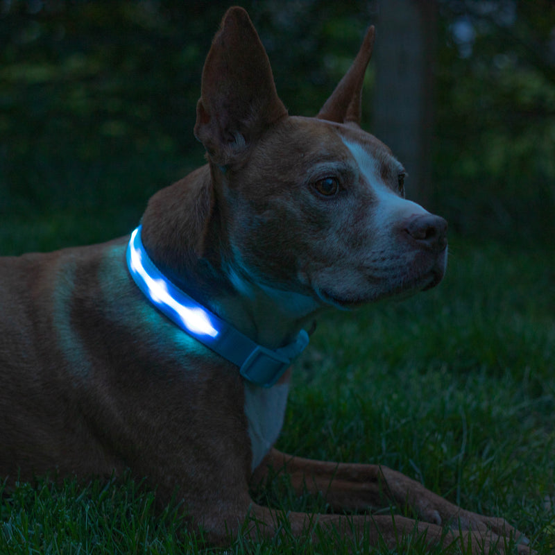 Light Blue LED Dog Collar