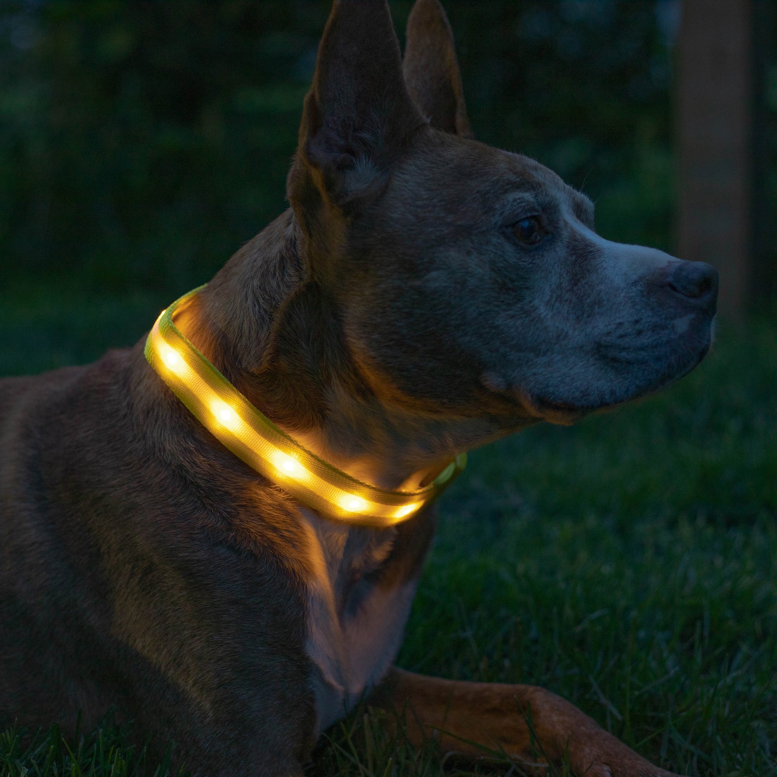 LED Dog Collar
