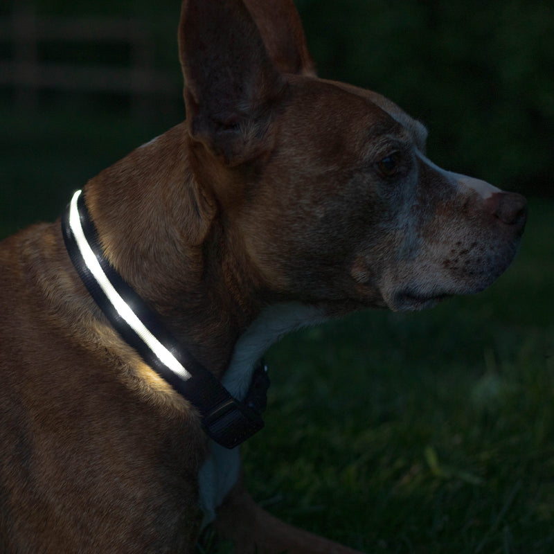 Black LED Dog Collar