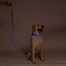 Blue LED Dog Leash