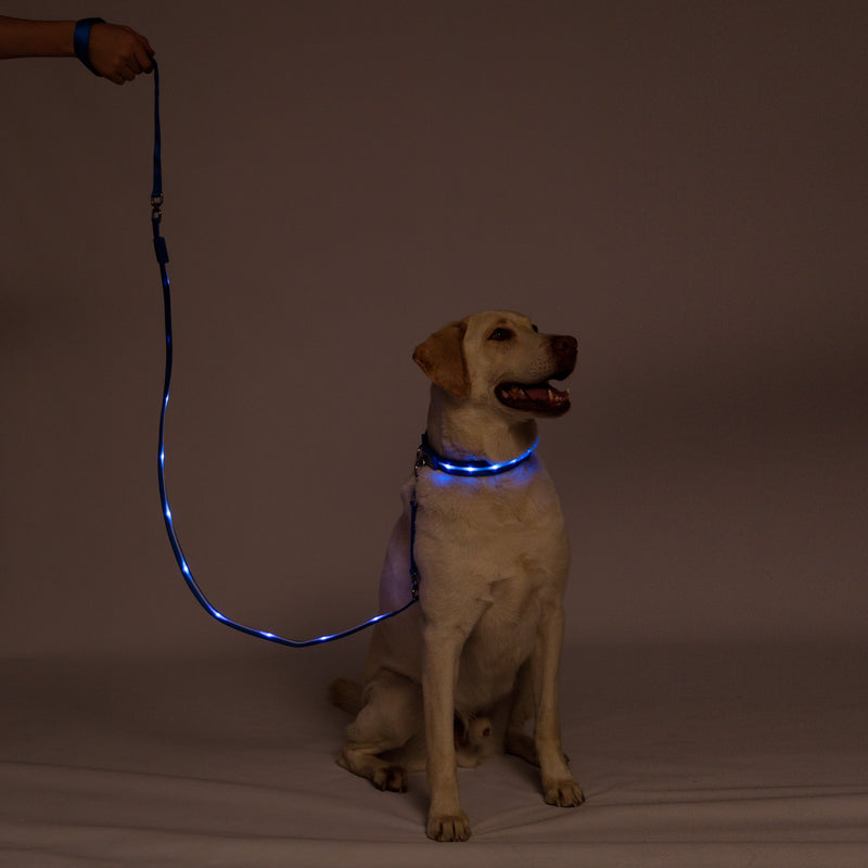 Blue LED Dog Leash