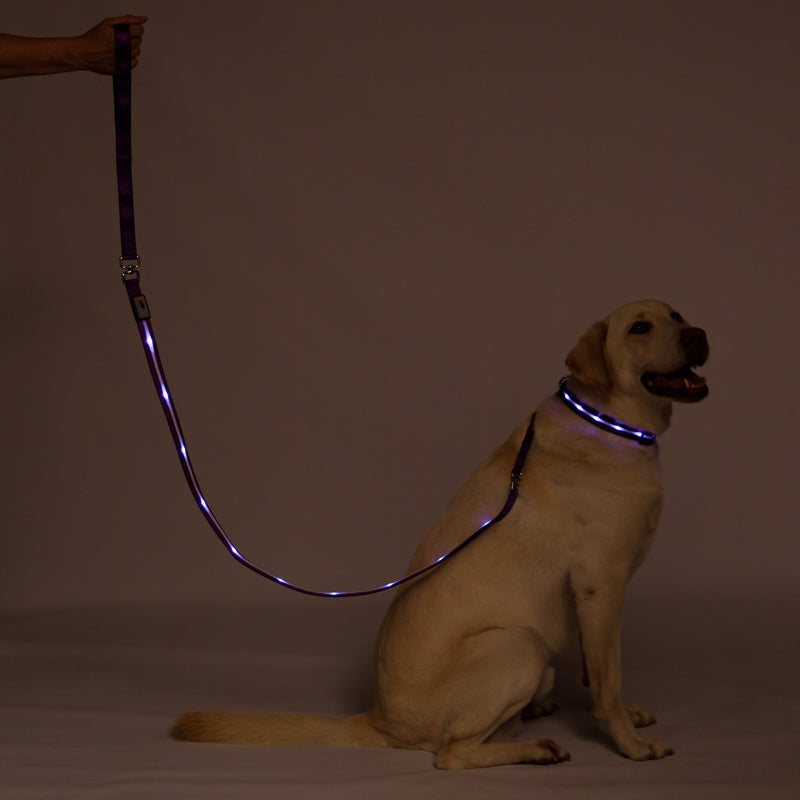 Purple LED Dog Leash
