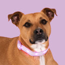 Lavender LED Dog Collar