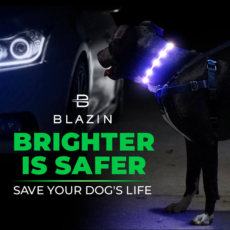 Brightest LED Dog Collars