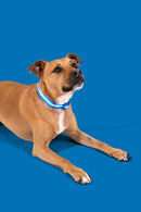 Blue LED Dog Collar