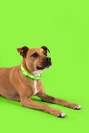 Green LED Dog Collar