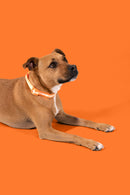 Orange LED Dog Collar
