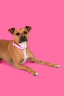 Pink LED Dog Collar