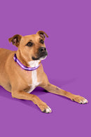 Purple LED Dog Collar
