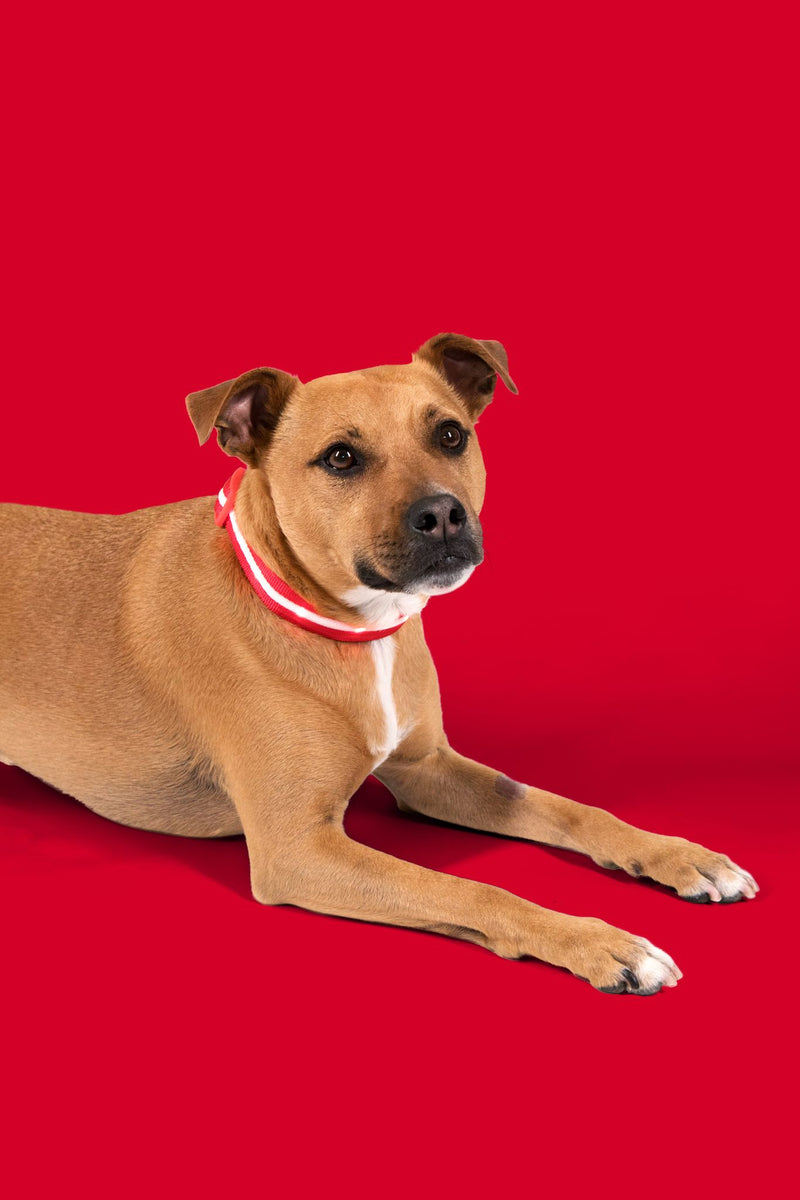 Red LED Dog Collar