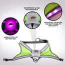 Blazin Safety LED Dog Harness